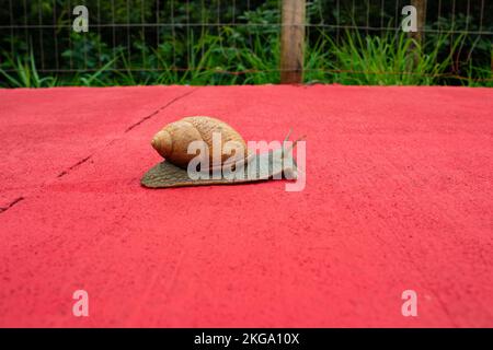 Goiânia, Goias, Brazil – November 22, 2022: A giant snail walking on a concrete sidewalk painted red with blurred grass in the background. Stock Photo