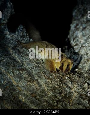 Pale Fork-marked Lemur - Phaner pallescens or Western fork-marked lemur, Madagascar endemic mammal listed on CITES, nocturnal animal on the branch loo Stock Photo