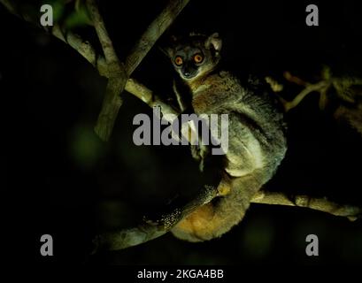 Red-tailed Sportive Lemur - Lepilemur ruficaudatus or red-tailed weasel lemur, Madagascar endemic nocturnal species feeding on leaves and fruit, mamma Stock Photo