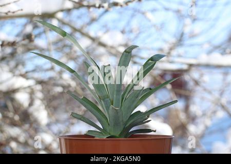 Pineapple plant in a flower pot in winter against a background of snow outside the window. The pineapple plant is grown from the top of a pineapple. Stock Photo