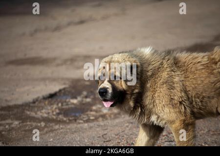 Stray dog on street. Abandoned dog in summer in city. Animal without owner. Life-threatening pet. Stock Photo