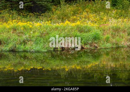 Flowering goldenrod along the banks of Junction Creek in late summer, Greater Sudbury, Ontario, Canada Stock Photo