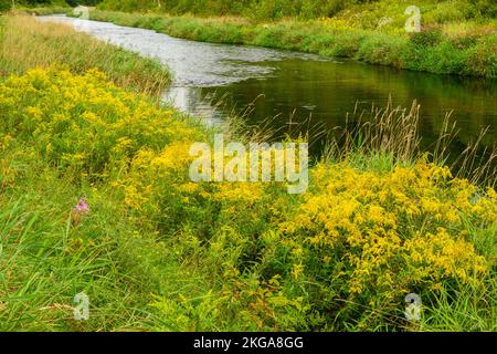 Flowering goldenrod along the banks of Junction Creek in late summer, Greater Sudbury, Ontario, Canada Stock Photo