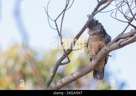 Female gang-gang cockatoo (Callocephalon fimbriatum) in a tree, Victoria, Australia Stock Photo