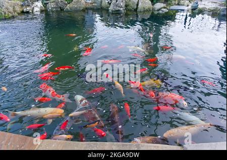 various subspecies of golden pond fish float under the surface of