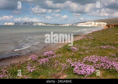 Freshwater Bay from Compton cliffs covered in purple sea thrift (armeria maritima), Isle of Wight, Hampshire, England Stock Photo