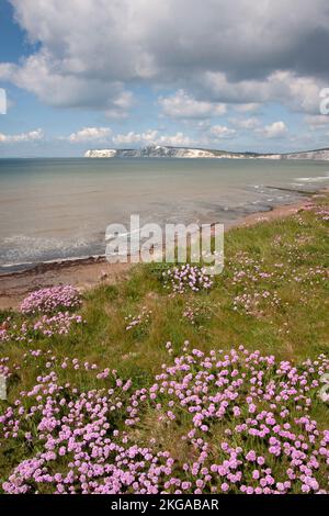 Freshwater Bay from Compton cliffs covered in purple sea thrift (armeria maritima), Isle of Wight, Hampshire, England Stock Photo