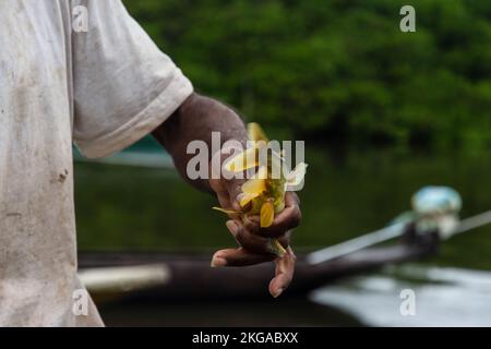 Aratuipe, Bahia, Brazil - August 31, 2018: Fisherman holds yellow fish in his hand against the green forest in the background in the city of Aratuipe, Stock Photo