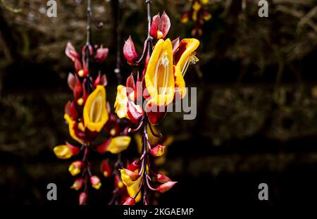 Blooming cluster of Thunbergia mysorensis flowers, or Mysore trumpet vine, or lady's slipper vine in Cameron Highlands, Malaysia. Stock Photo