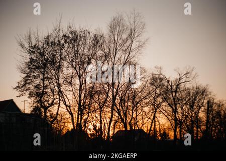 blurred background , the rays of the evening sun through the trees Stock Photo