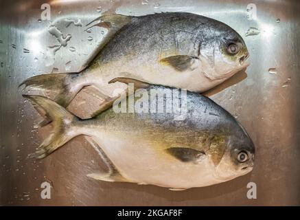Fresh Raw Florida Pompano fish on a rustic plate. Dark background. Top  view. Copy space Stock Photo - Alamy
