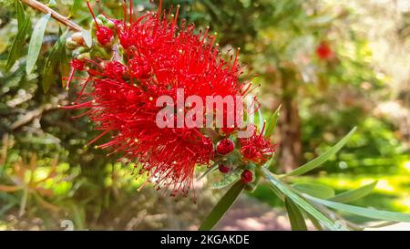 A red flower blooming on a weeping callistemon or red bottle bushes, in early spring in a park area Stock Photo