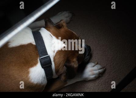 Male Boxer Dog Laying Down Stock Photo