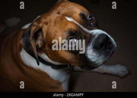 Male Boxer Dog Laying Down Stock Photo