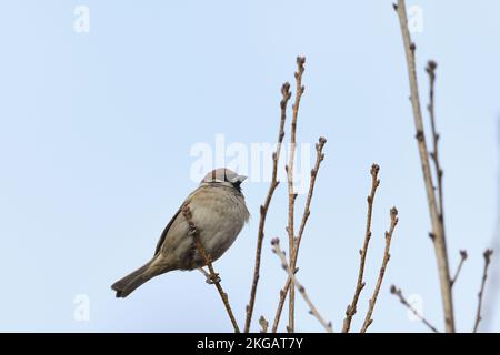 A sparrow perched on a branch. Stock Photo