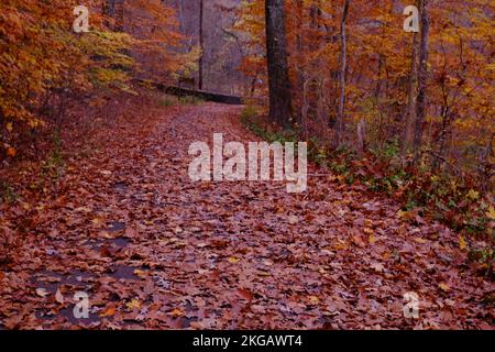 Fall in Tyler State Park Stock Photo