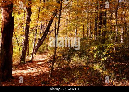 Fall in Tyler State Park Stock Photo