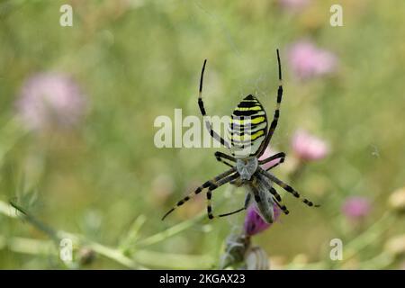 Wasp spider (Argiope bruennichi), packing a captured fly in its web, Lake Neusiedl, Burgenland, Austria, Europe Stock Photo