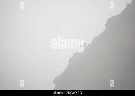 Alpine ibex (Capra ibex) silhouetted on a mountain in dense fog, Toggenburg, Canton St. Gallen, Switzerland, Europe Stock Photo