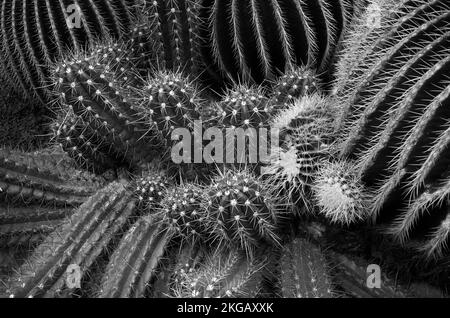 Cactus golden barrel cactus (Echinocactus grusonii), also mother-in-law cactus, Mexico, Central America Stock Photo