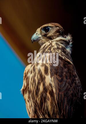 Falcon hawk bird on falconers hand during birds show Stock Photo