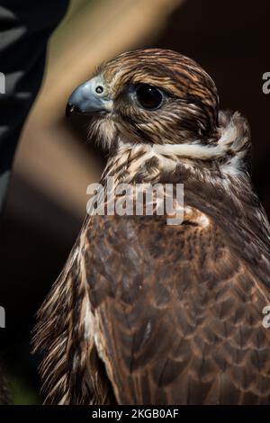 Falcon hawk bird on falconers hand during birds show Stock Photo