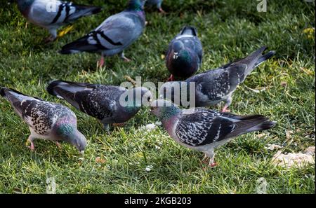Lonely birds by live in an urban environment Stock Photo - Alamy