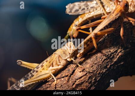 A migratory locust (Locusta Migratoria) Stock Photo