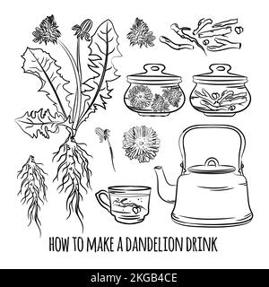 DANDELION DRINK HOW MAKE Pharmacy Benefits Medical Plant Botanic Nature Health Vector Illustration Set For Print Stock Vector