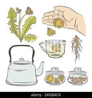 DANDELION PHARMACY APPLICATION COLOR Medical Plant Botanic Nature Health Hand Drawn Vector Illustration Set For Print Stock Vector