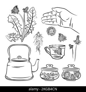 DANDELION PHARMACY APPLICATION Medical Benefits Plant Botanic Nature Flower Hand Drawn Vector Illustration Set For Print Stock Vector