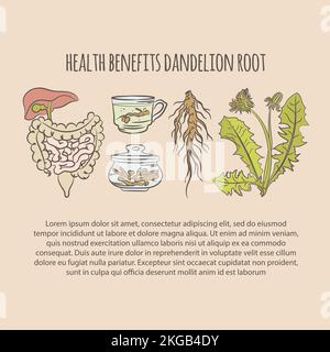 DANDELION HEALTH BENEFITS COLOR Pharmacy Medical Benefits Plant Botanic Nature Flower Hand Drawn Vector Illustration Set For Print Stock Vector