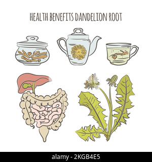 DANDELION BENEFITS Pharmacy Medical Plant Botanic Nature Health Hand Drawn Vector Illustration Set For Print Stock Vector