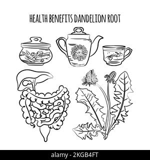 DANDELION ROOT BENEFITS Pharmacy Medical Plant Botanic Nature Health Had Drawn Vector Illustration Set For Print Stock Vector