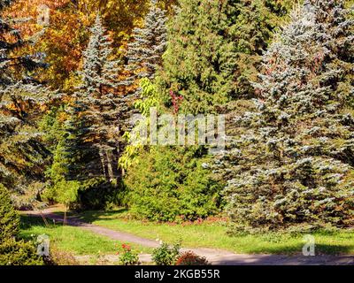 Walking alley in the park among spruces and thuja trees Stock Photo