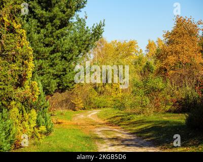 A dirt road through an autumn forest with coniferous and deciduous trees Stock Photo