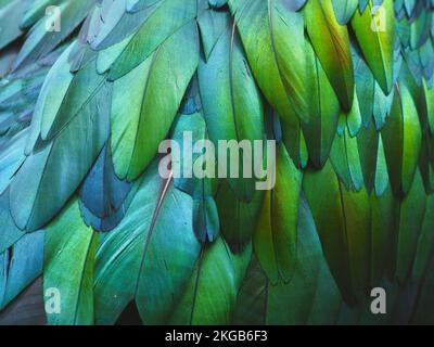 Magnificent shimmering Nicobar Pigeon feathers in lustrous beauty. Stock Photo