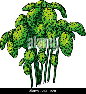 basil pesto plant sketch hand drawn vector Stock Vector Image & Art - Alamy
