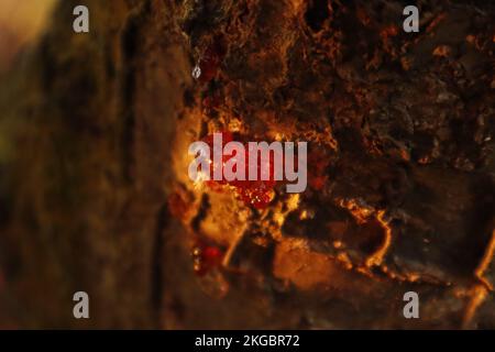 Drop of solidified resin illuminated by the autumn sun at sunset on a Mango tree Stock Photo