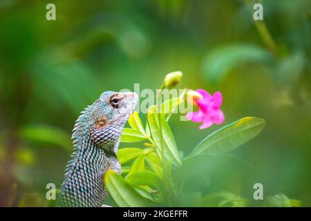 Oriental Garden lizard Or also known as Oriental Plant Lizard resting calmly on the branch of a plant Stock Photo