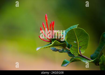 Ruby Red Pentas flower Or Birds Plant  in full bloom against natures soft green blurry background during spring time Stock Photo
