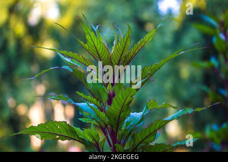 Tropical rainforest foliage plants bushes, green leaves, philodendrons in tropical garden. Stock Photo