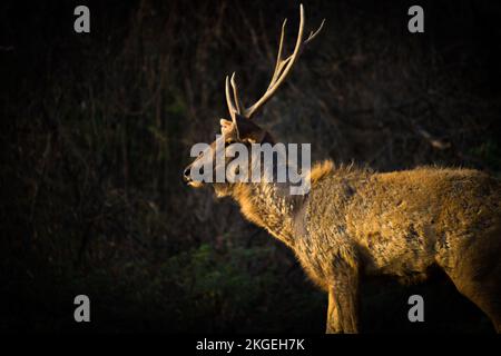 Sunlit red deer  in dark background. Alert herbivore from side view with copy space. Wild animal with brown fur observing hay field. Stock Photo