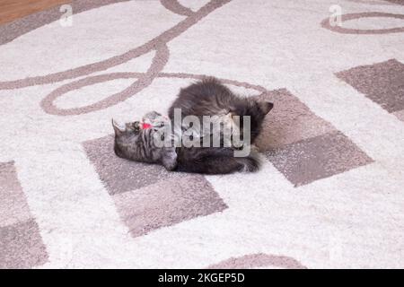 Two little little kittens playing at home Stock Photo