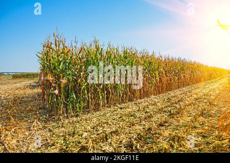 rows of tall corn on field on sunrise at harvest Stock Photo