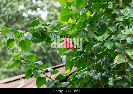 Closeup Image Of Hibiscus Plant And Flower Stock Photo