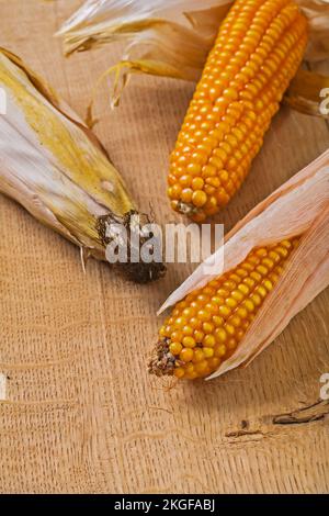 three ears of corn on wooden board very close up Stock Photo