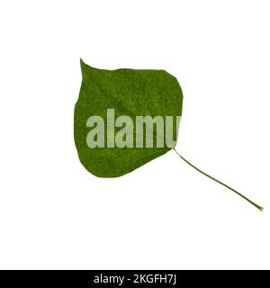 a backlit ivy leaf on a white background on a trasparent background Stock Photo