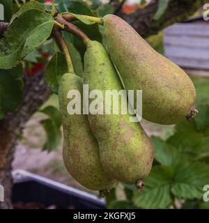 Conference pears hanging on a branch taken at the Floriade in Almere. Selective focus on the fruit Stock Photo
