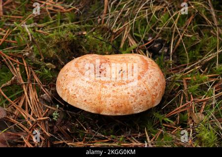 The wild edible mushroom Lactarius deliciosus grows in the forest. Сommonly known as the saffron milk cap and red pine mushroom. Stock Photo